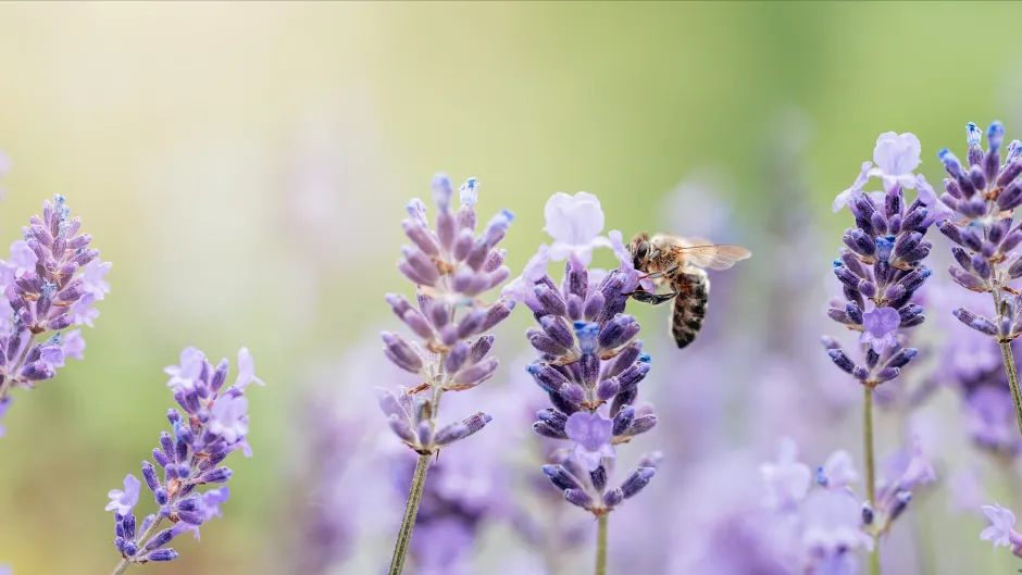 Biene im Lavendelfeld